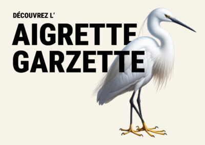 Aigrette garzette