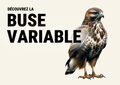 Buse variable  