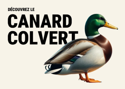 Canard colvert