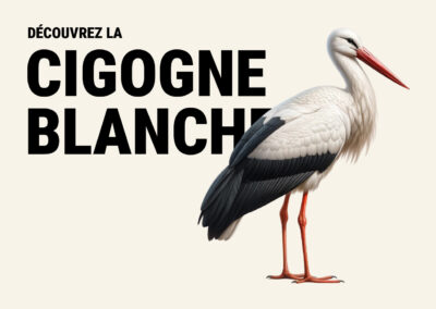 Cigogne blanche