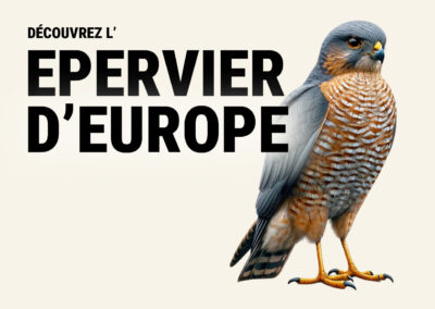 Épervier d’Europe