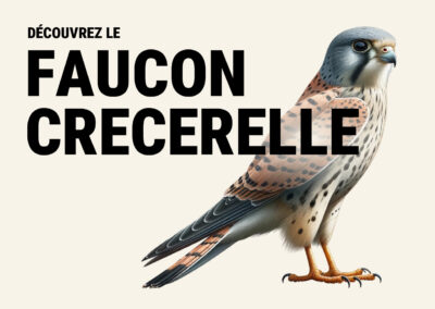 Faucon crécerelle