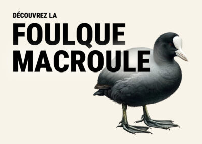 Foulque macroule