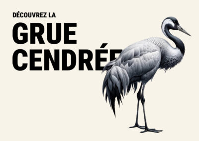 Grue cendrée