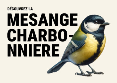 Mésange charbonnière