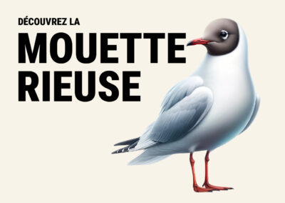 Mouette rieuse