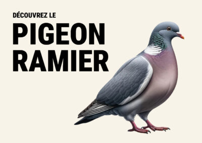 Pigeon ramier