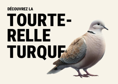 Tourterelle turque