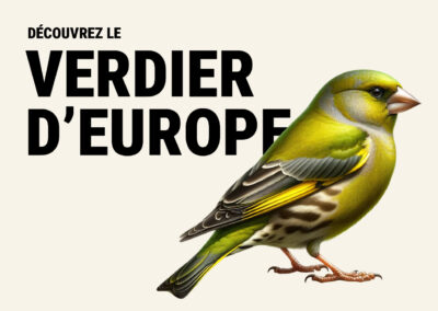 Verdier d’Europe